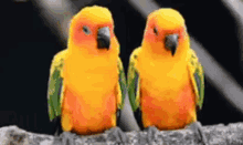 love birds parrots cute