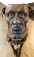 a statue of a dog with a speech bubble above it