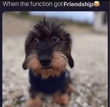 a dachshund is wearing a blue shirt and looking at the camera with the caption when the function got friendship .