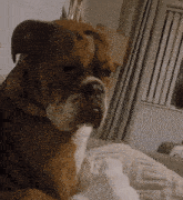 a brown and white dog laying on a bed with a blanket that says ' lg ' on it