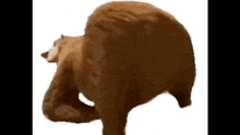 a brown bear is standing on its hind legs and looking at something .