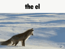 The El Fox GIF