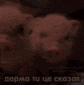 two pigs are standing next to each other with a lightning bolt behind them in a foreign language