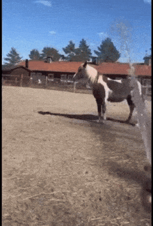 Horse Horse Spin GIF - Horse Horse Spin Wunkus GIFs