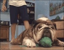 Dogs Slouchy GIF - Dogs Slouchy GIFs