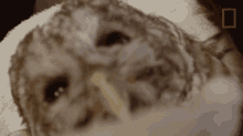 Staring Yukon Do It GIF - Staring Yukon Do It Owl You Need To Know About Owls GIFs