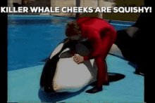 Killer Whale Orca GIF - Killer Whale Orca Cetacean GIFs