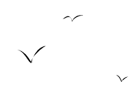 a black and white drawing of seagulls flying in a row