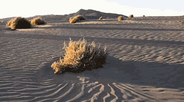 Desert Neant GIF - Desert Neant Rolling - Discover & Share GIFs