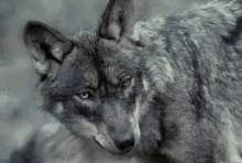 wolf wolf stare