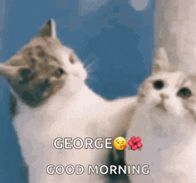 two cats are looking at their reflection in a mirror and saying good morning to george