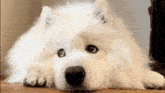 Squishiest Puppy GIF - Squishiest Puppy GIFs