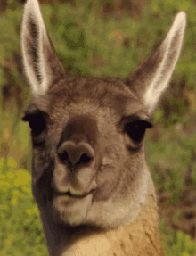 Chewing Kangaroo GIF - Chewing Kangaroo Eating Out GIFs