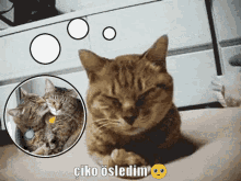 özledim Kedi GIF - özledim Kedi Düşünme GIFs