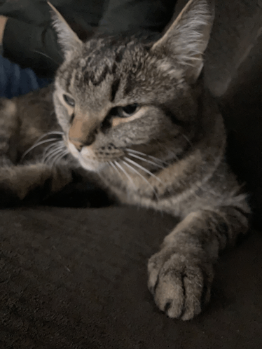 Cat-anger GIFs - Find & Share on GIPHY