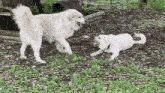 Big White Dogs Playing GIF - Big White Dogs Playing Big White Dog Playing GIFs