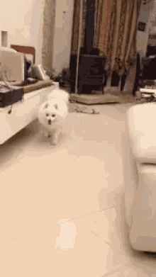a small white dog is walking in a living room next to a couch .