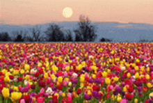 a field of colorful flowers with a sunset in the background .