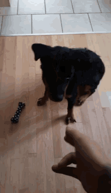 a black dog standing next to a bone on a wood floor