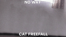 Cat Fall GIF - Cat Fall Funny GIFs