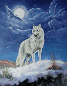 White Wolf Night GIF - White Wolf Night Snow GIFs