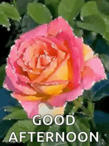 Good Afternoon Roses GIF - Good Afternoon Roses Rose GIFs