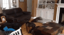 Floor'S Hot Lava! GIF - Dog Hyper Jump GIFs