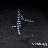 Moving To New Place Striped Garden Eel GIF - Moving To New Place Striped Garden Eel Viralhog GIFs