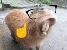 a capybara wearing glasses and a yellow finger is standing on the ground .