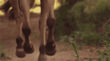 Run GIF - Horse Horses Equine GIFs
