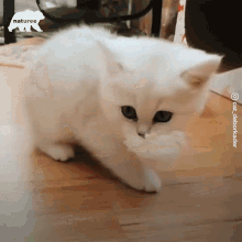 Shy Cute GIF - Shy Cute Kitty GIFs