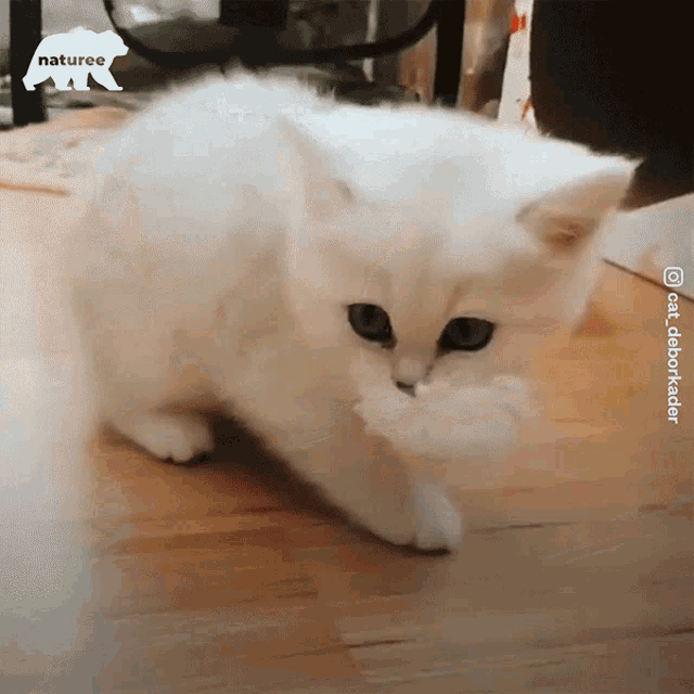 Blush Cat : r/aww