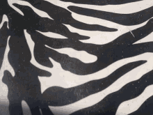 Tudo Zebra Print GIF - Tudo Zebra Print GIFs