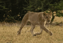 Sneaking Up And Blending In GIF - Wild Animals Lions Sneaking GIFs