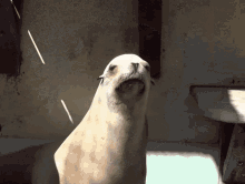 Seal Mad GIF
