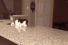 Scary Cat Hiss GIF - Scary Cat Hiss Im Bad GIFs