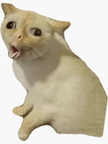 a white cat with its mouth open looks surprised