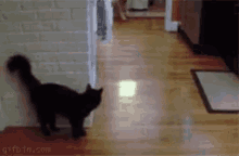 Dog Sneaky Attack GIF - Dog Sneaky Attack Cat GIFs