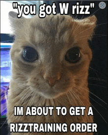 a cat with a caption that says " you got w rizz "