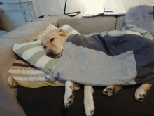 Human Dog Blanket GIF