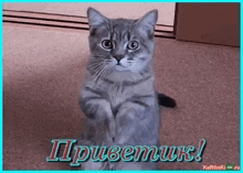a gray cat is sitting on its hind legs in front of a blue border that says " ii "