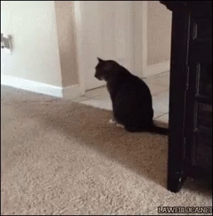 Itchy Butt GIF - Itchy Butt Carpet Cat - Discover & Share GIFs