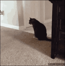 Itchy Butt GIF - Itchy Butt Carpet Cat GIFs