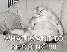 Cat Bloated GIF - Cat Bloated Full GIFs