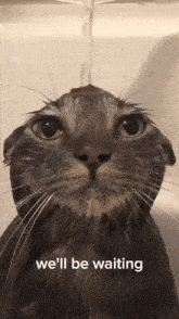 a cat taking a bath with the words we 'll be waiting written on the bottom