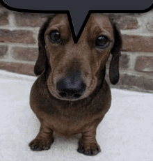 Eat Your Dog Chat Bubble GIF - Eat Your Dog Chat Bubble GIFs
