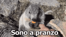 Marmotta Pranzo Mangiare Animale Montagna GIF - Groundhog Marmot Eat GIFs