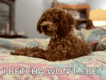 a poodle laying on a bed with a caption that says i betcha won 't ... bet