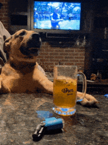 a dog sitting at a table with a beer mug that says brea