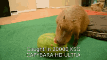 Capybara Caught In4k Meme GIF